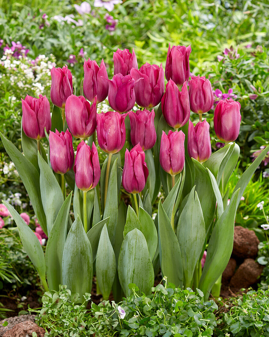 Tulpe (Tulipa) 'Rogina'