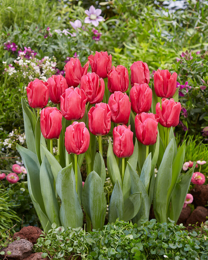 Tulpe (Tulipa) 'Moneypenny'