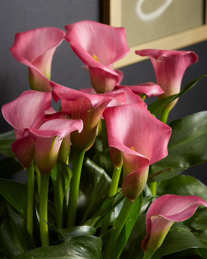 Zantedeschia Zazu