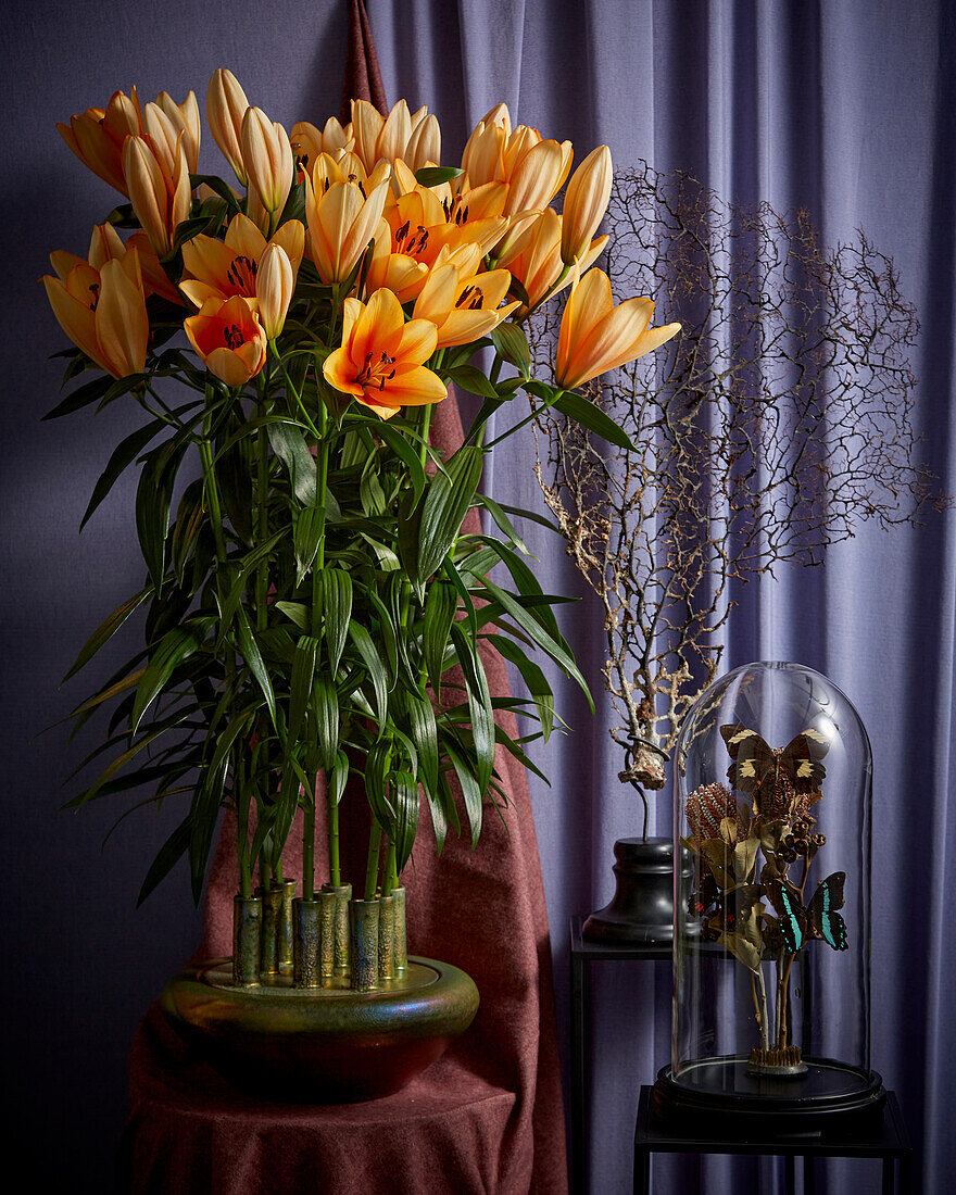 Lilium arrangement