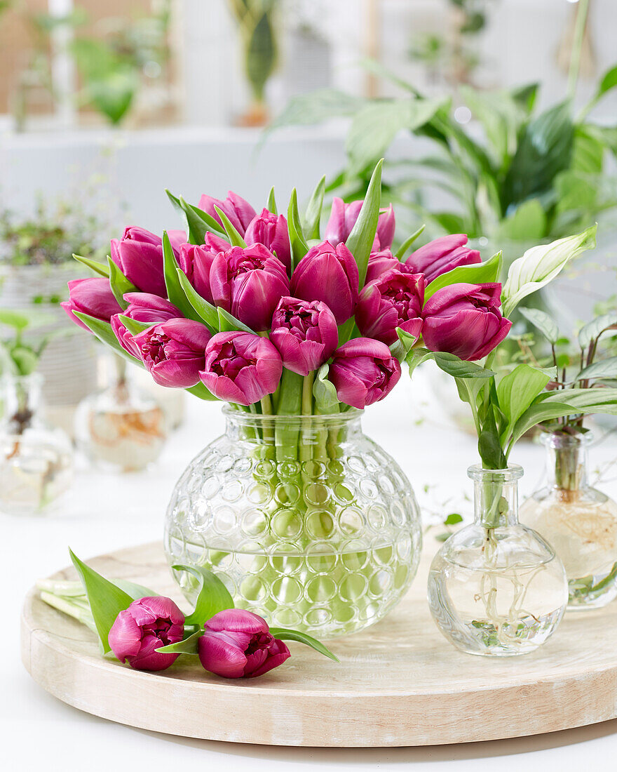 Tulpenstrauß (Tulipa) 'Double Prince'