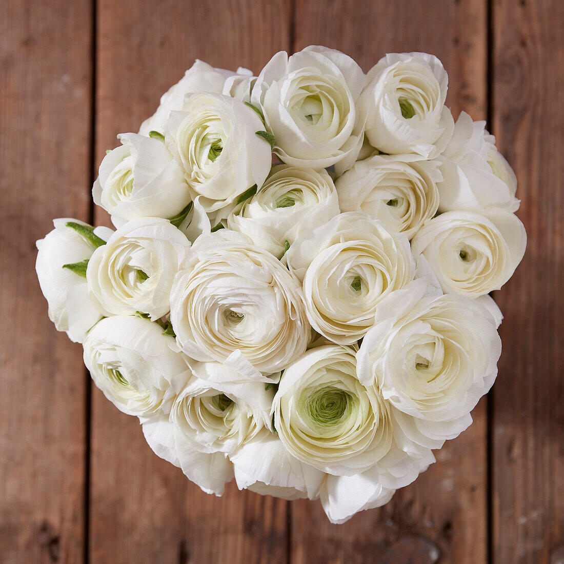 Ranunculus Giga White