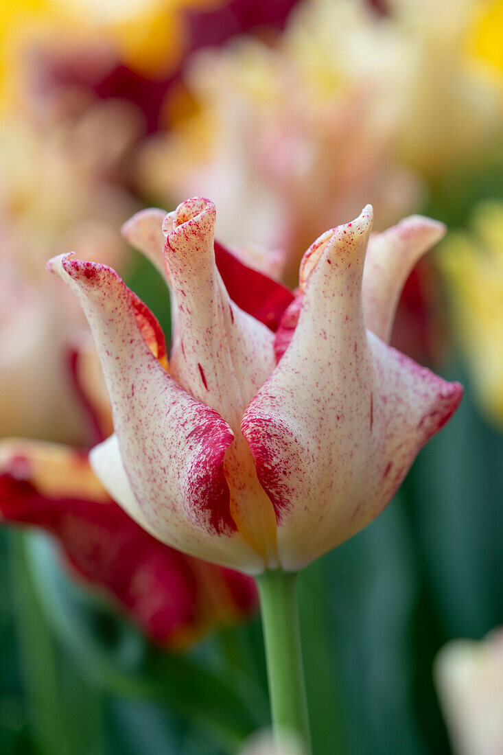 Tulipa Flaming Crown