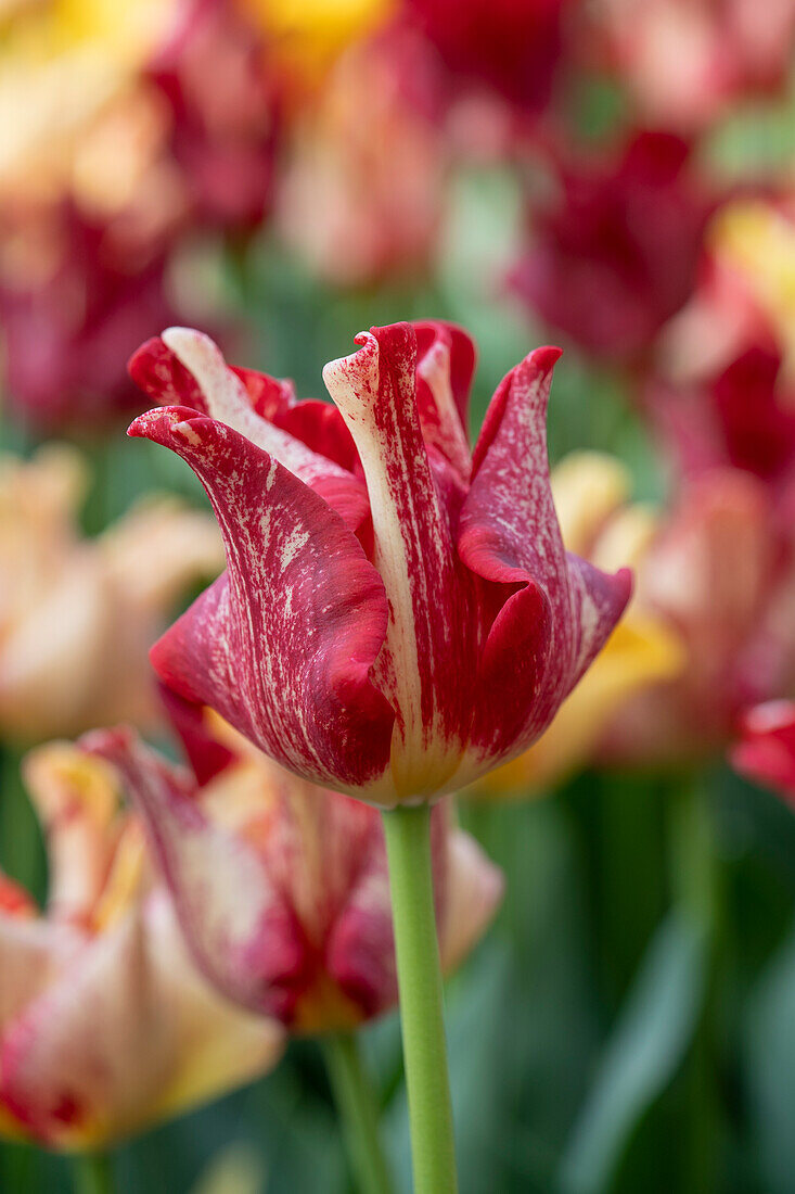 Tulipa Flaming Crown