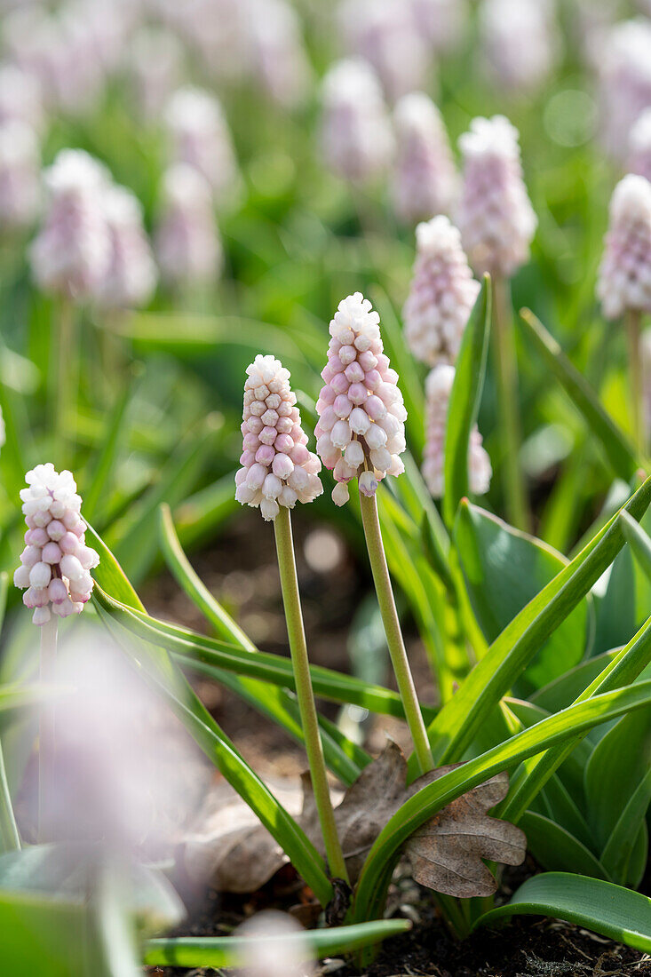 Muscari Pink Sunrise