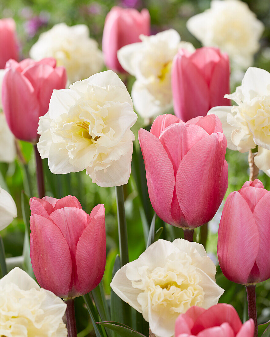 Narzisse (Narcissus) 'Snow Disc', Tulpe (Tulipa) 'Big Love'