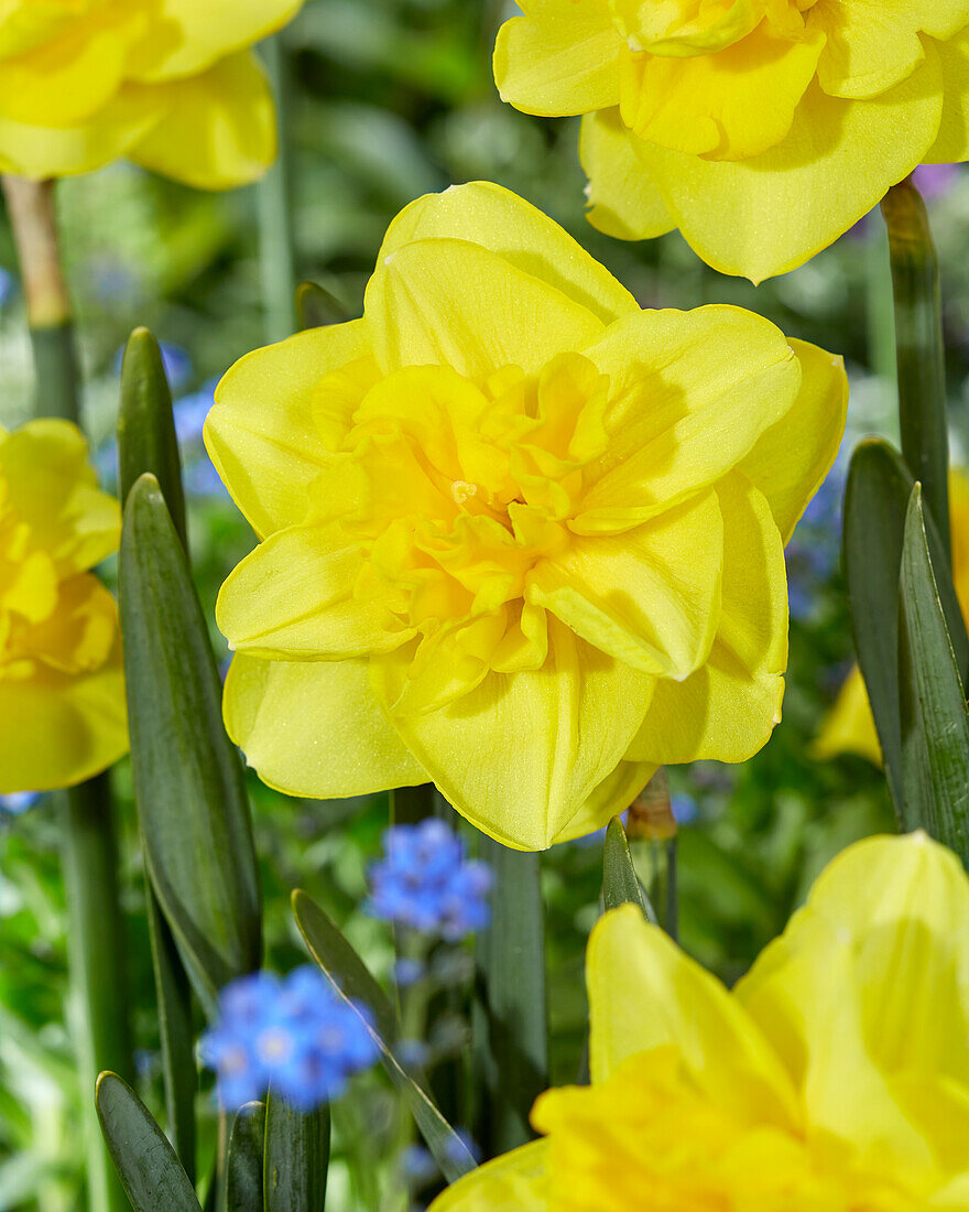 Narcissus Yellow dream