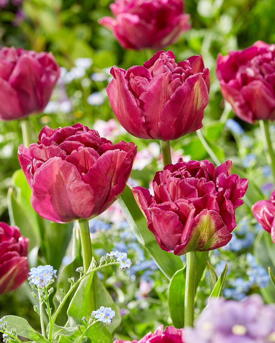 Tulpe (Tulipa) 'Showcase'