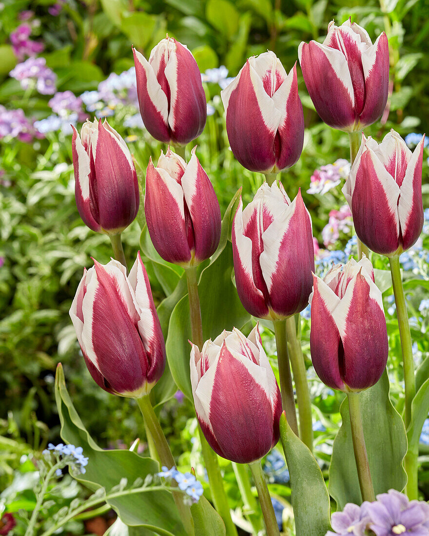 Tulpe (Tulipa) 'Rimini'
