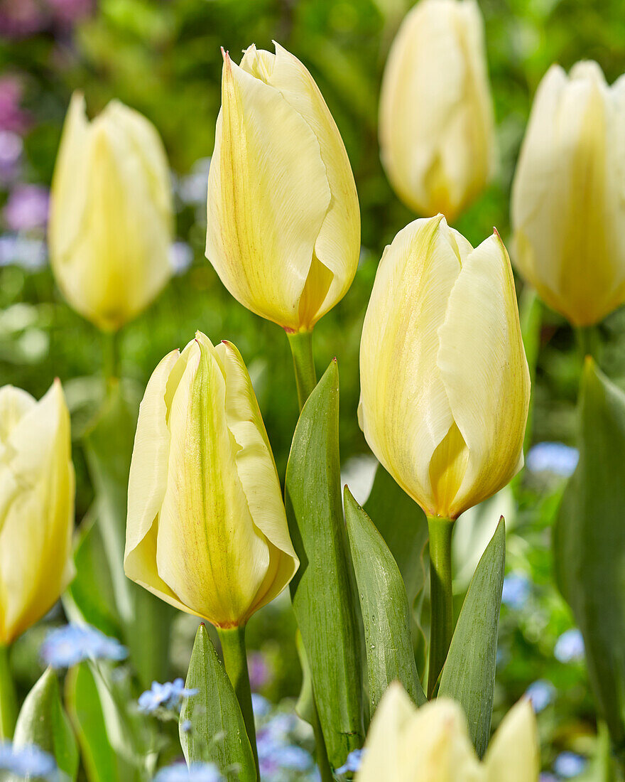 Tulipa Purissima