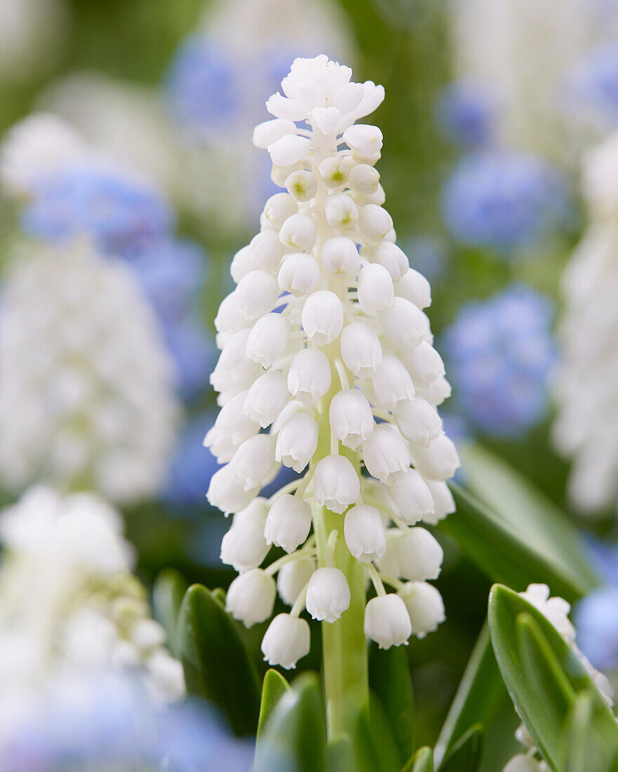 Traubenhyazinthen (Muscari), weiß