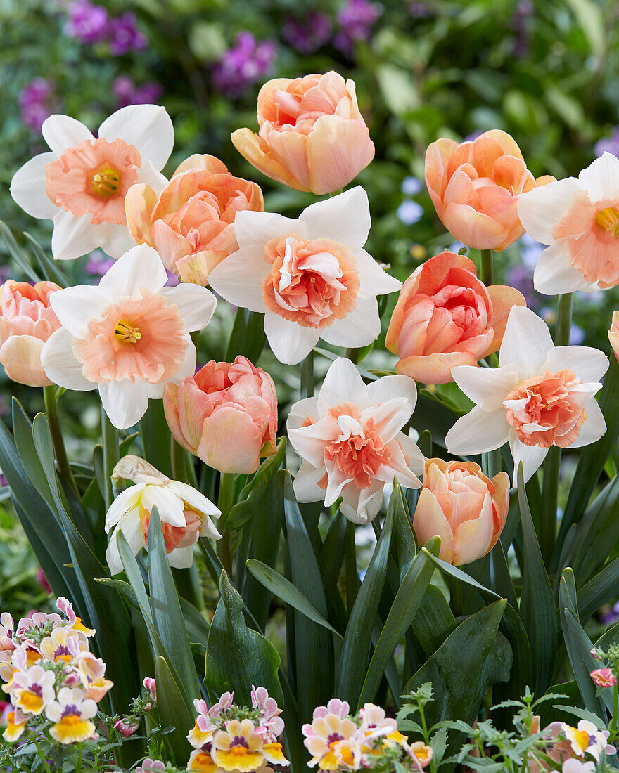 Narcissus and Tulipa mixed