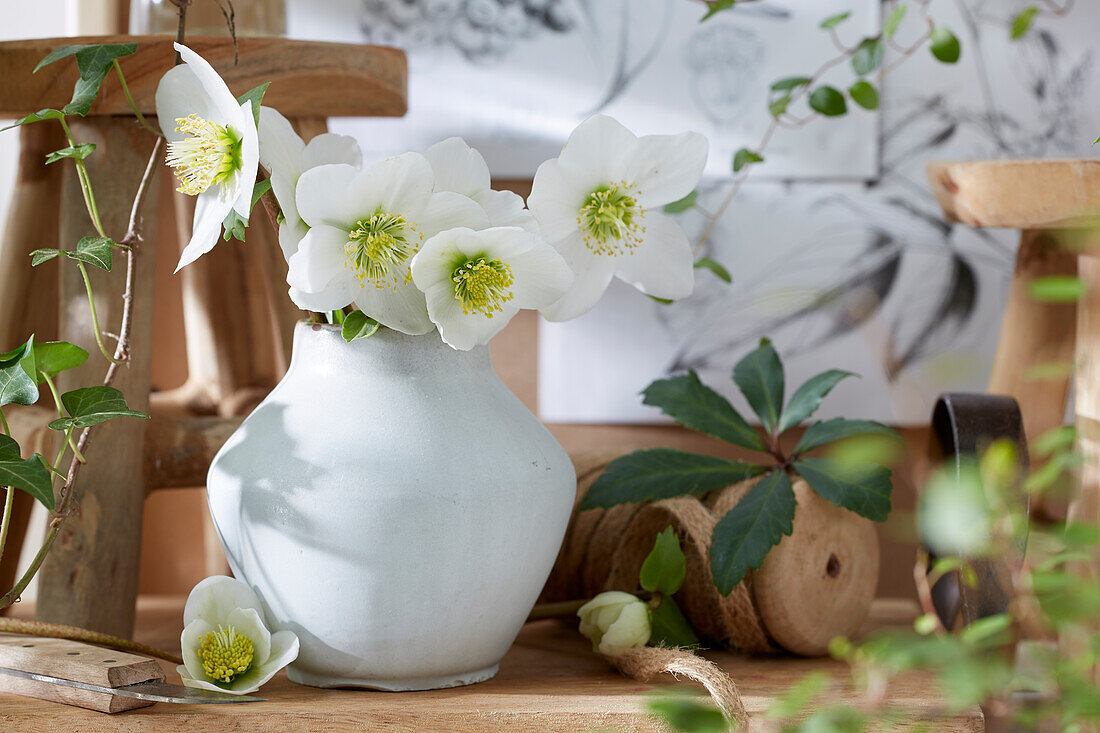 Helleborus flowers in vase