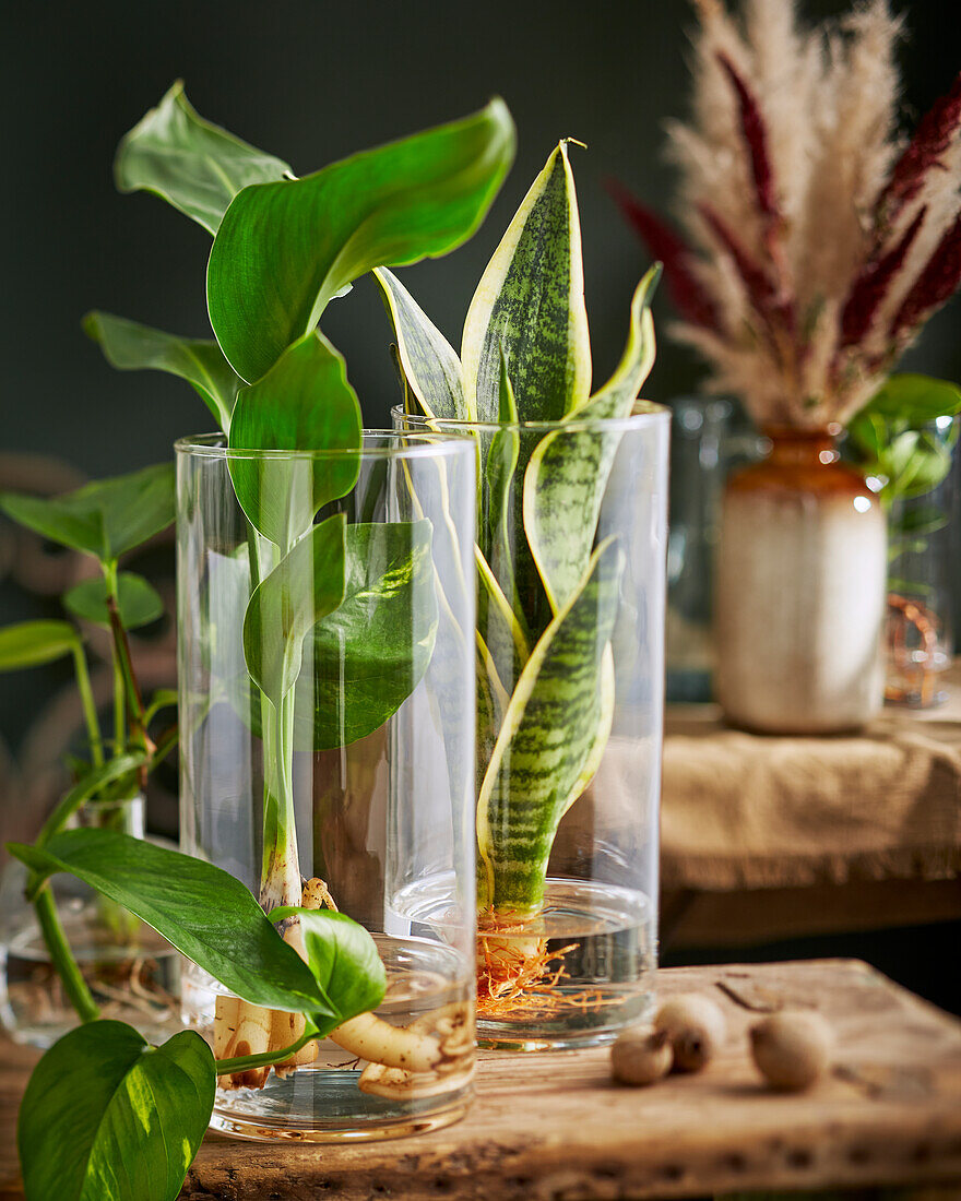 Plants in glass vases