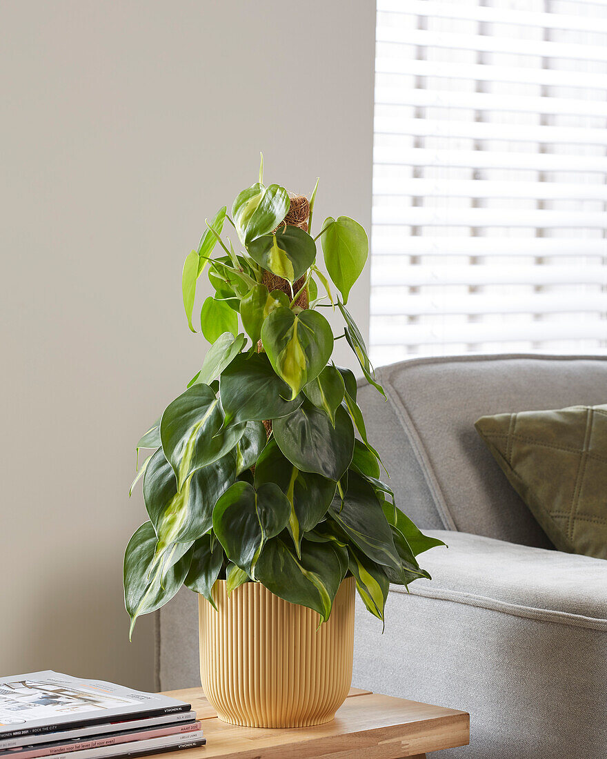 Kletternder Philodendron (Philodendron scandens) 'Brasil'