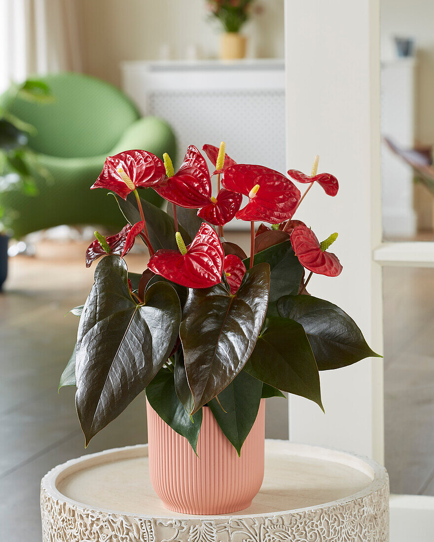 Anthurium Coral Champion