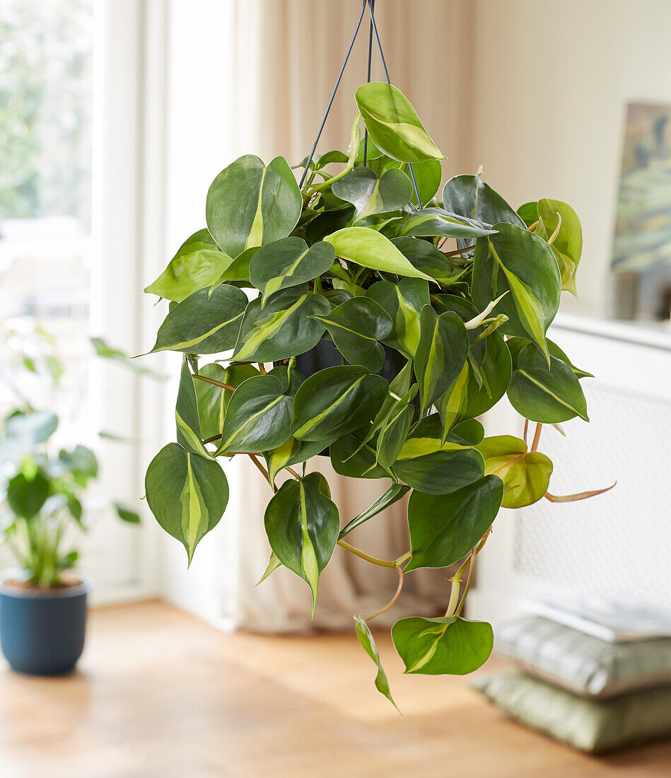 Philodendron scandens Brasil