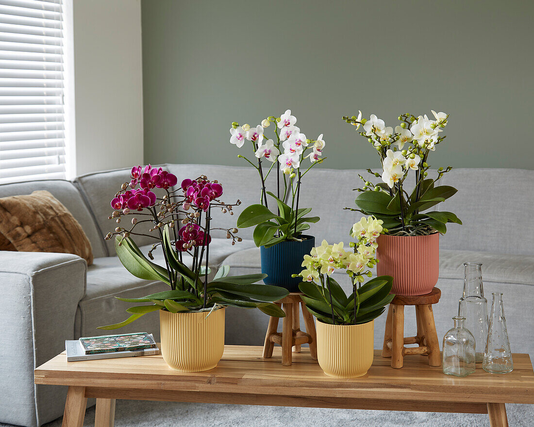 Phalaenopsis collection