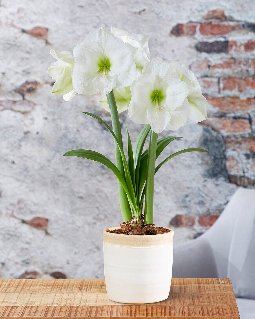 Hippeastrum Mont Blanc