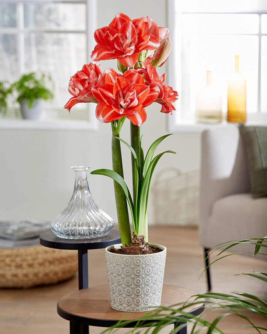 Ritterstern (Hippeastrum) 'Double Shine'