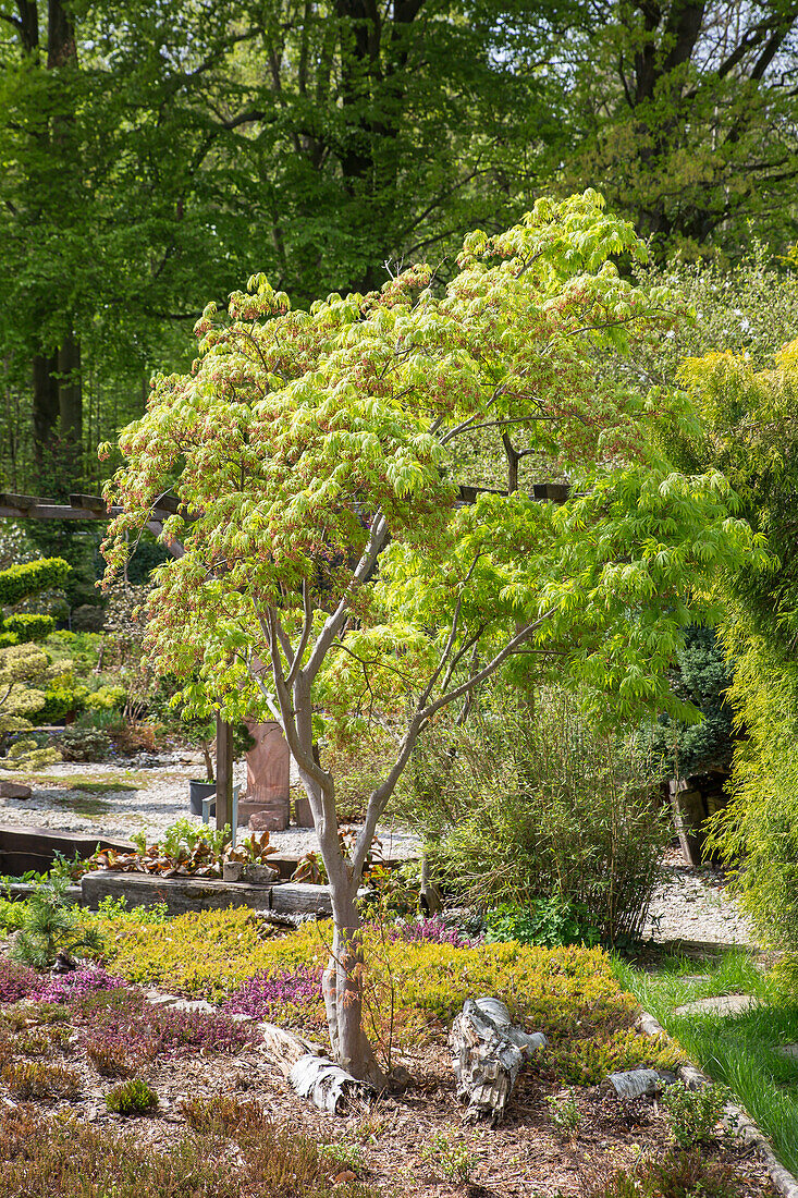 Acer palmatum - Japanese maple