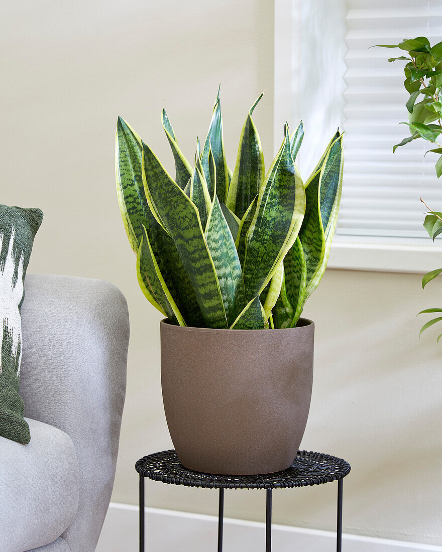 Sansevieria Futura Superba