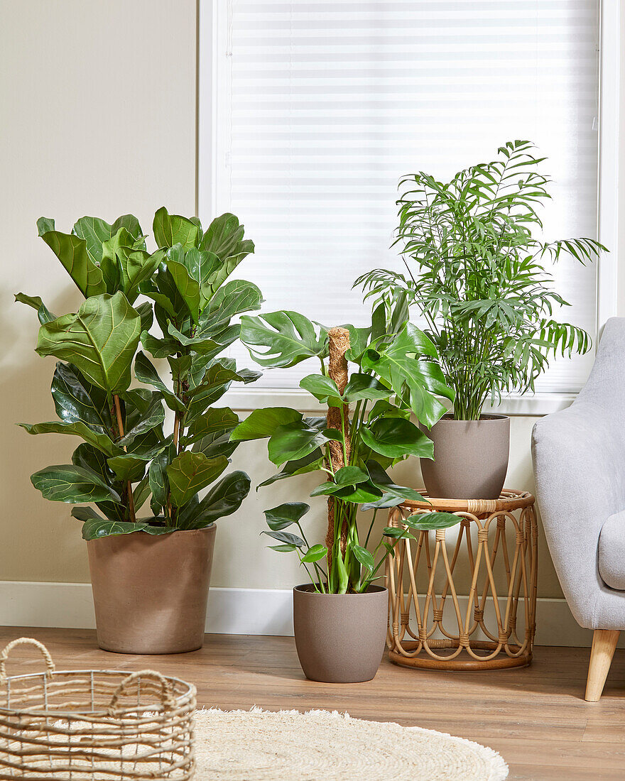 Indoor plant combination