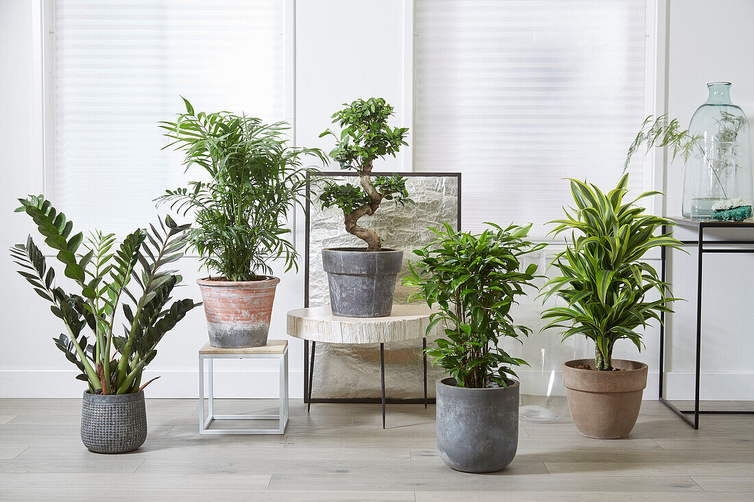 Indoor plant collection