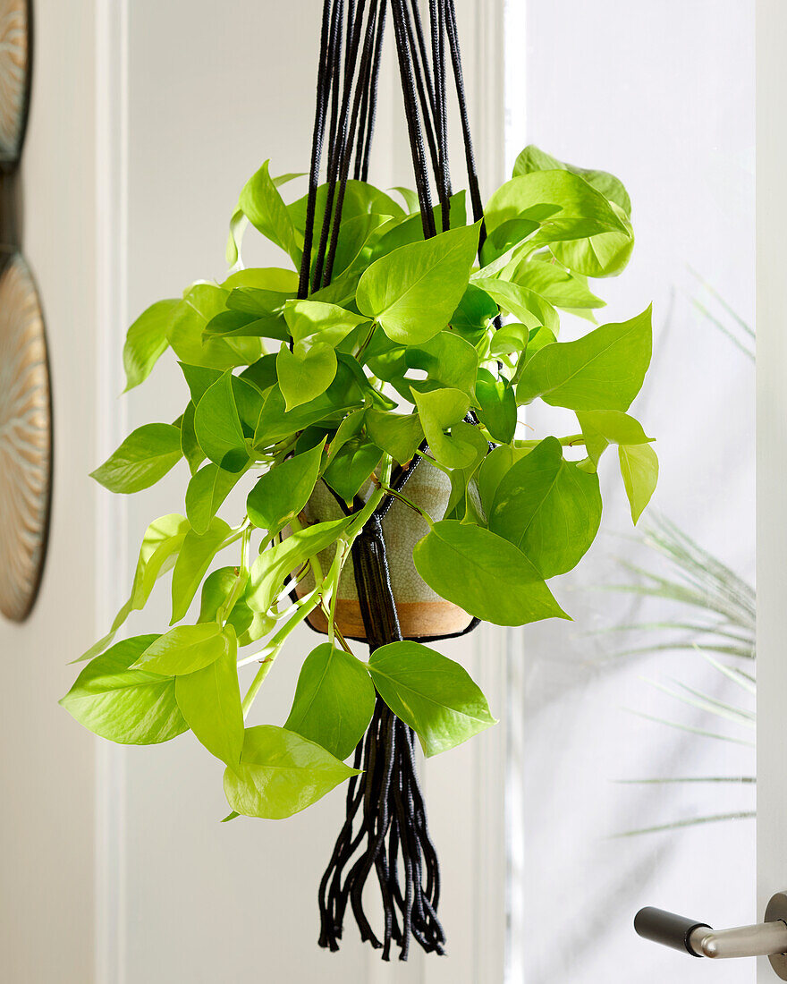 Epipremnum Golden Pothos