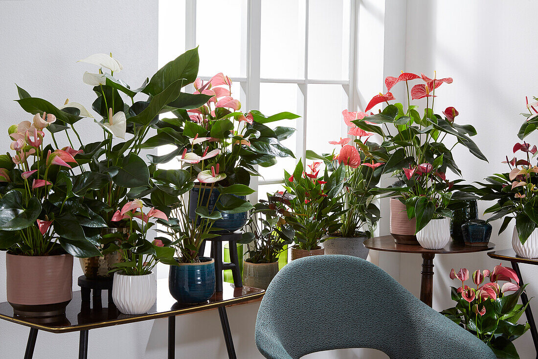 Anthurium collection