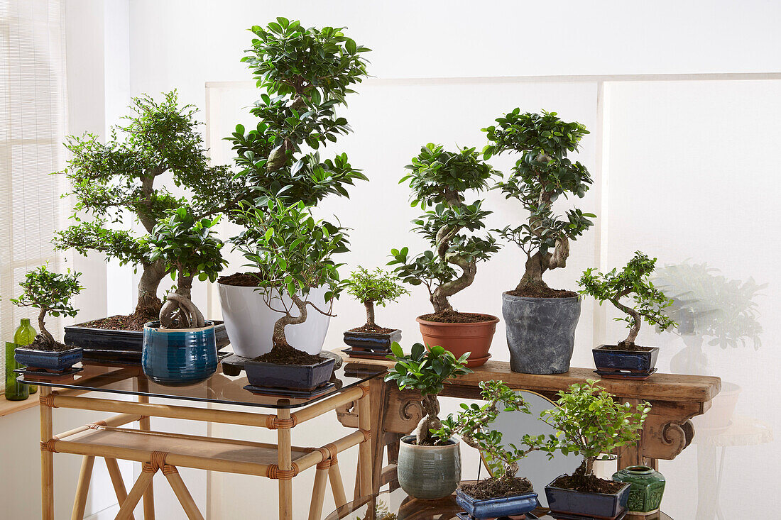 Bonsai collection