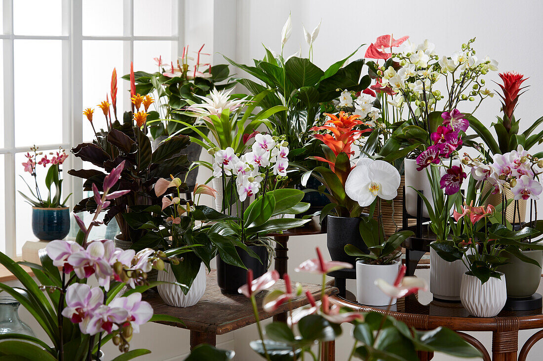 Collection of flowering plants