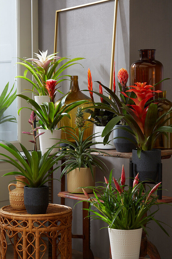 Bromelia collection