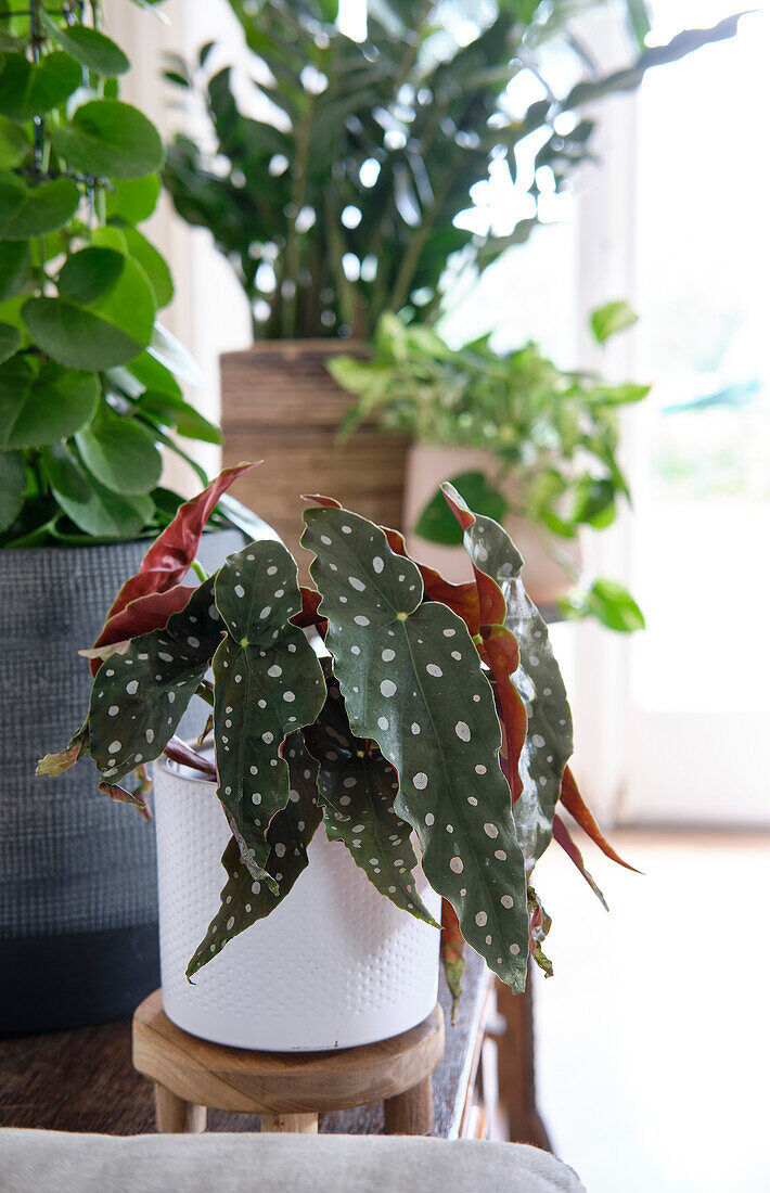 Forellenbegonie (Begonia maculata)