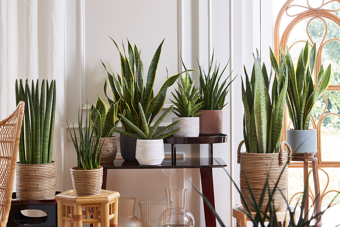 Sansevieria collection