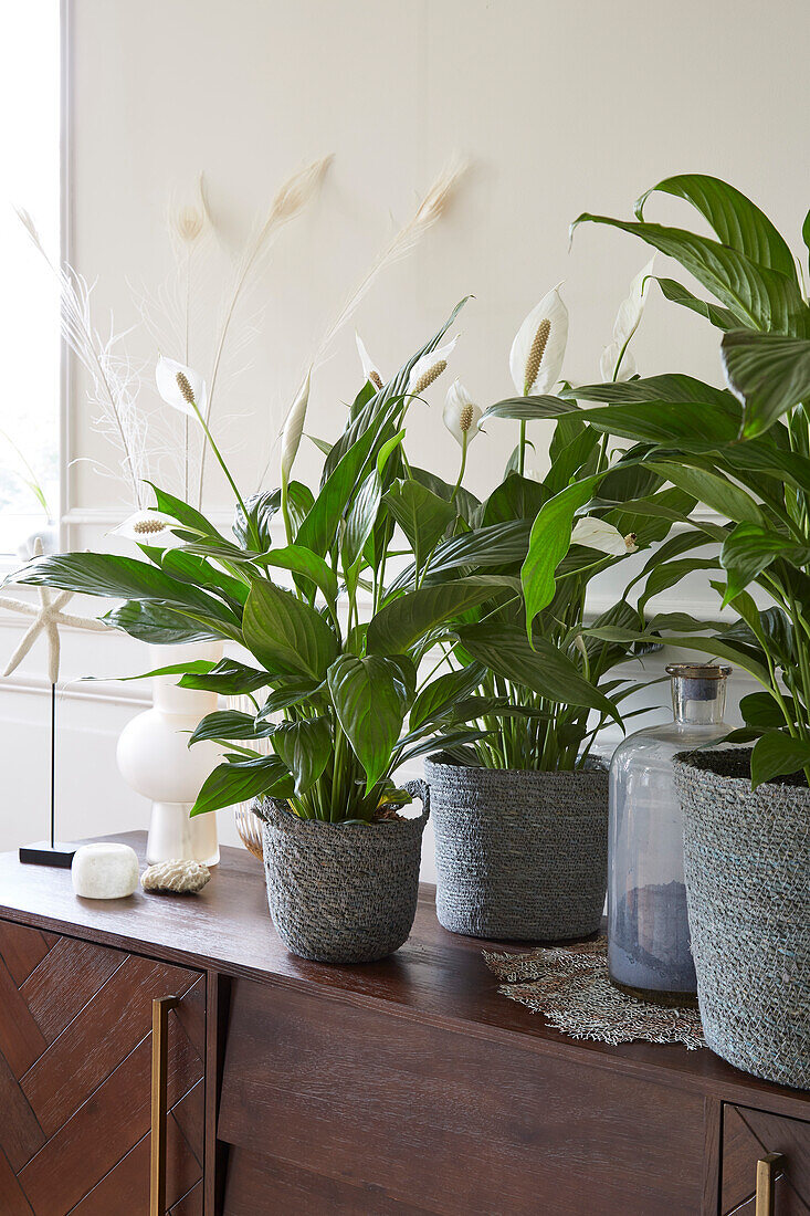 Spathiphyllum