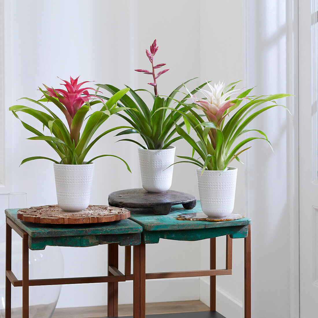 Bromelia collection