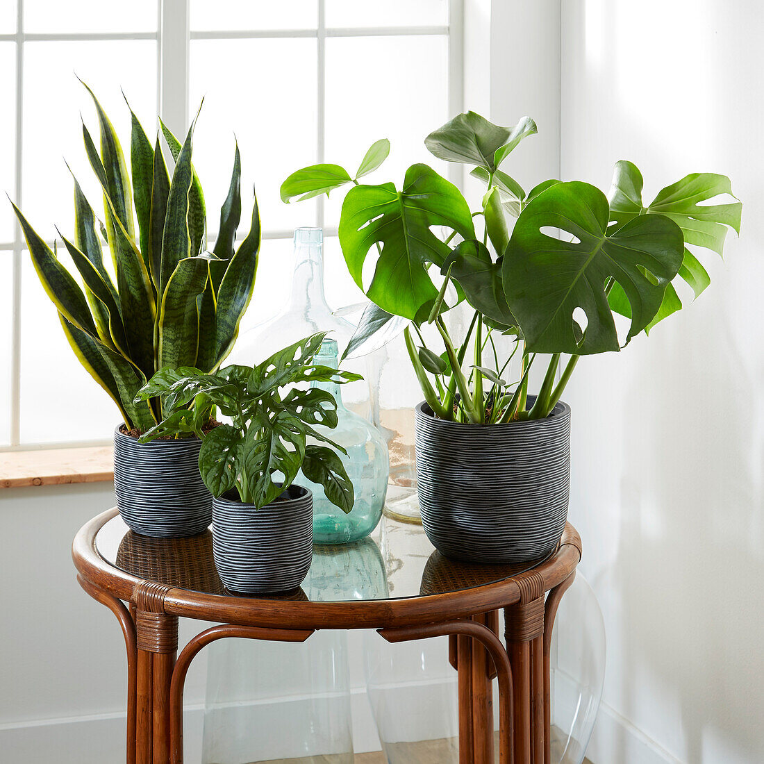 Indoor plant collection