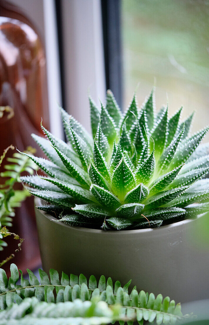 Aloe aristata Magic