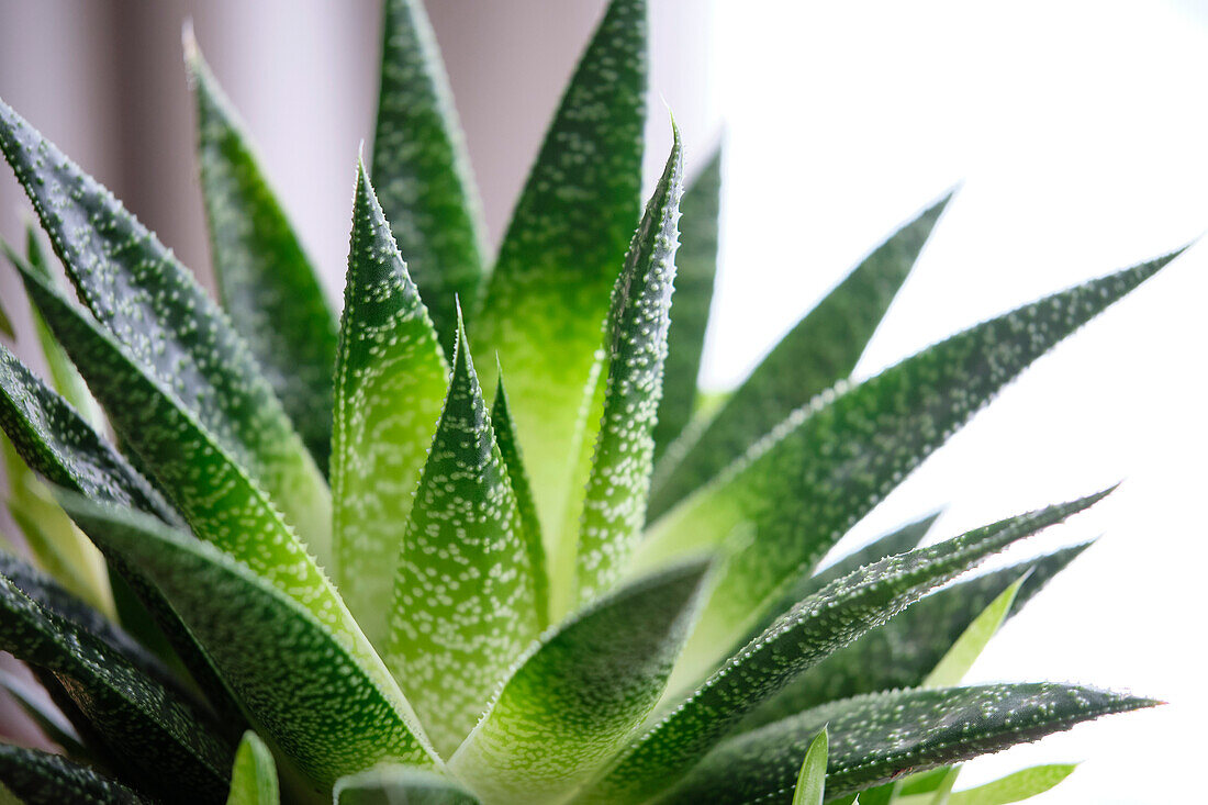 Gasterie (Gasteria) 'Flow'