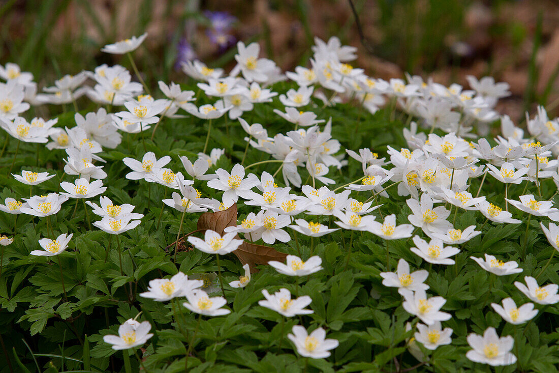 Buschwindröschen (Anemone nemorosa)