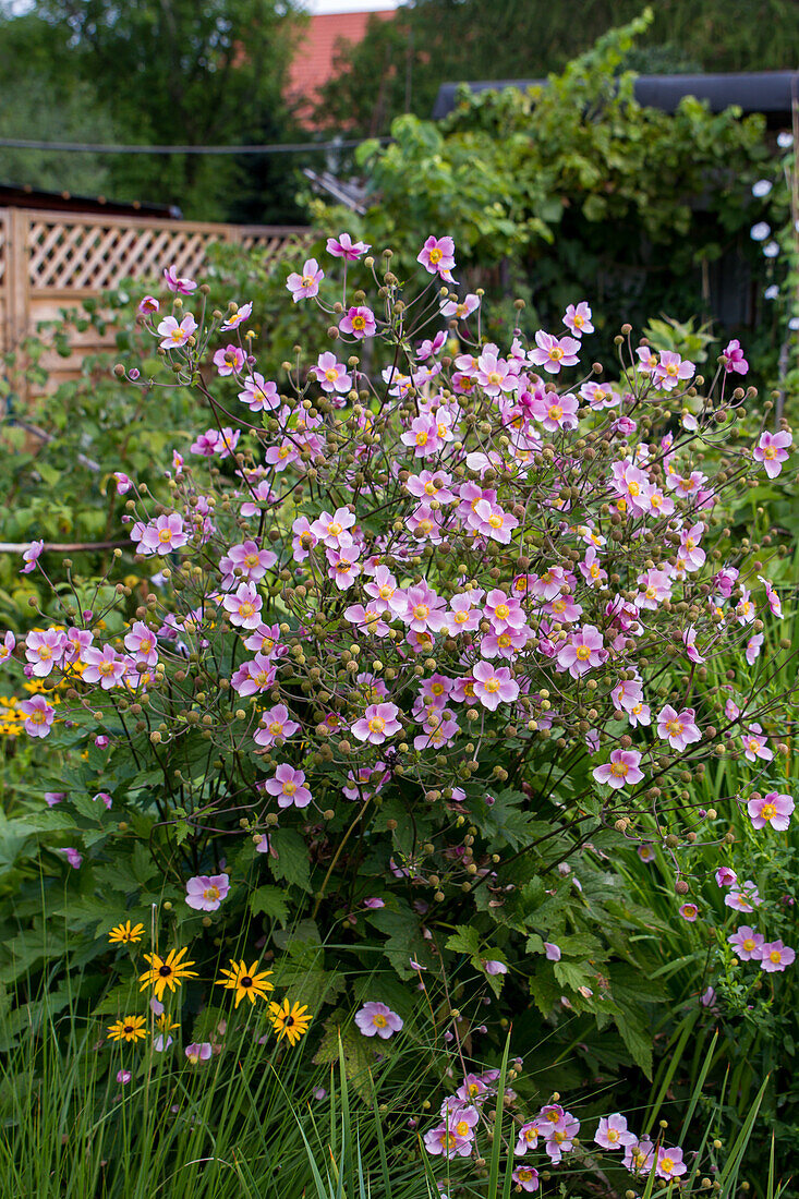 Anemone x hybrida - Japanese Autumn Anemone