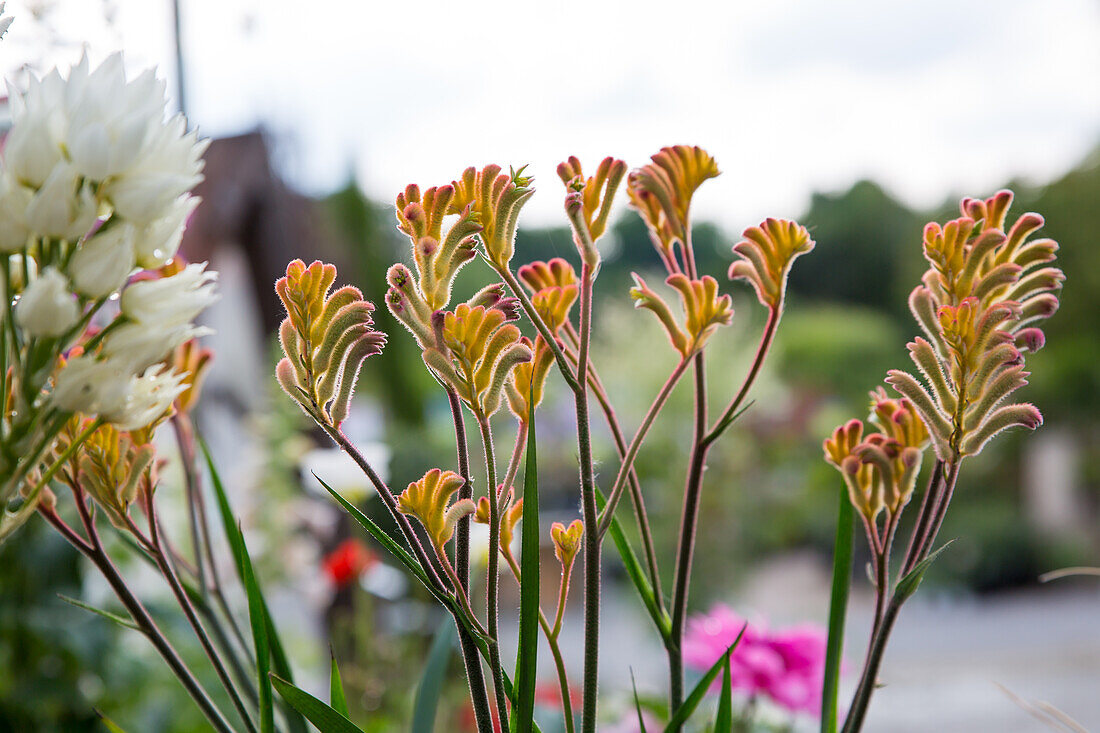 Anigozanthos Beauty Orange - Kangaroo Paw