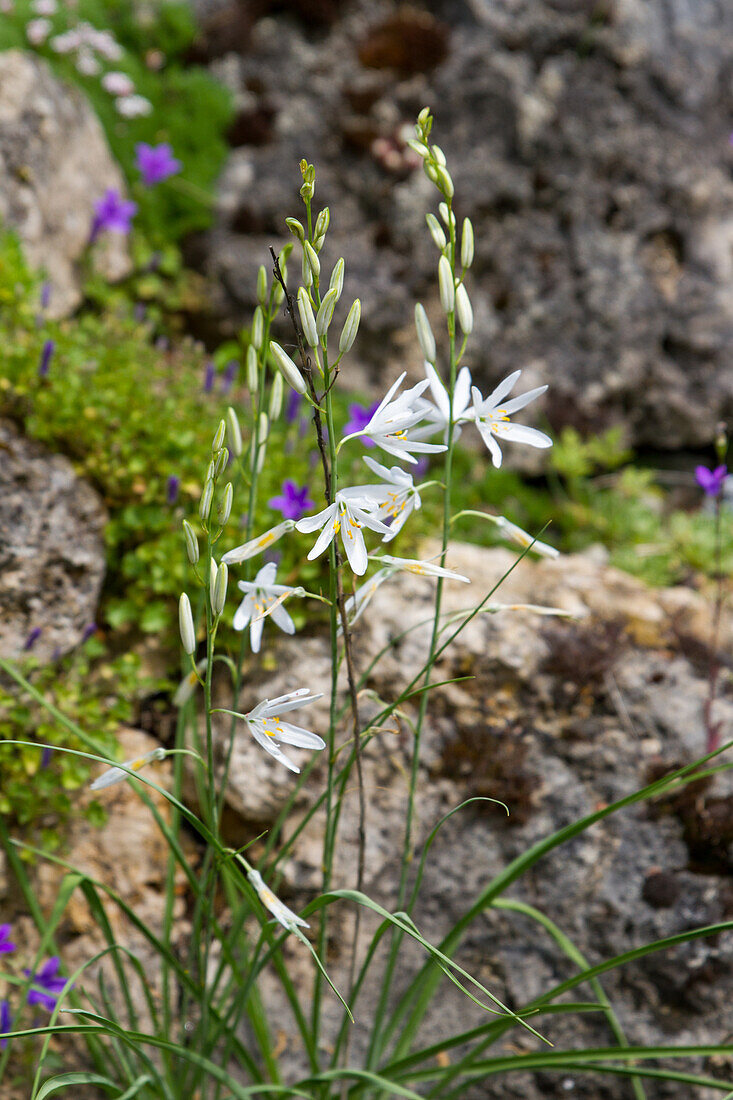 Anthericum liliago - Spiked Grass Lily