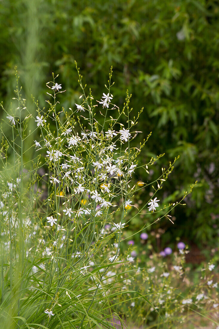 Anthericum ramosum - Branch Grass Lily