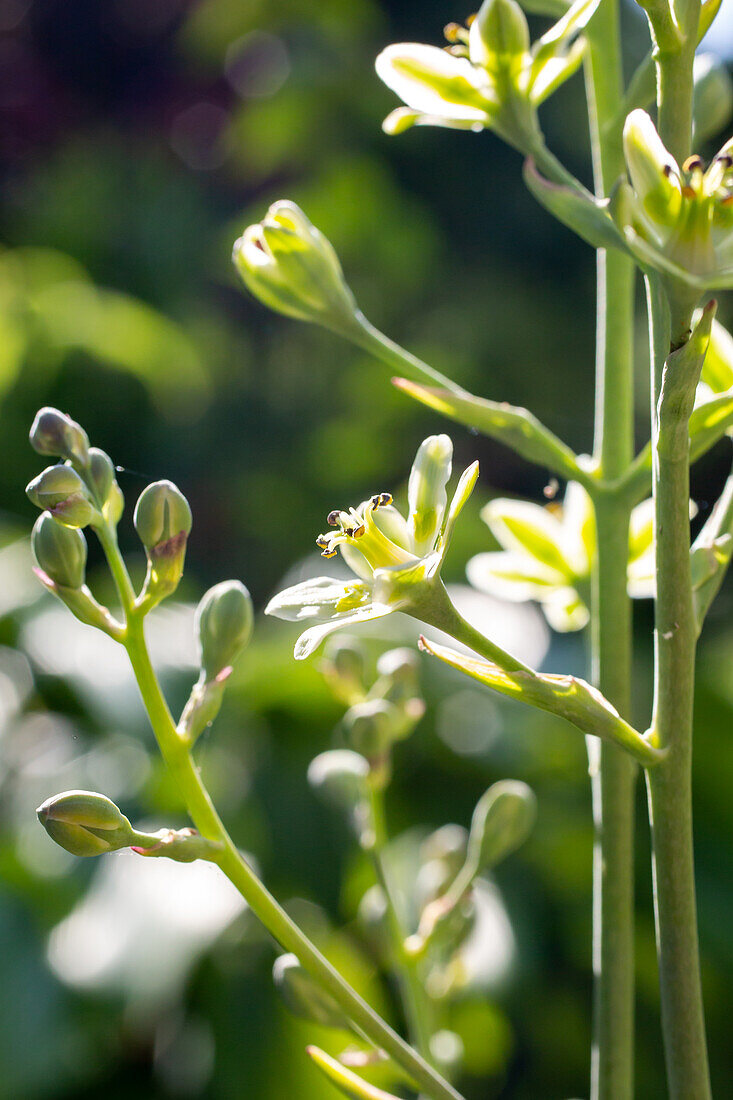 Anticlea elegans - Petite Yoke Lily