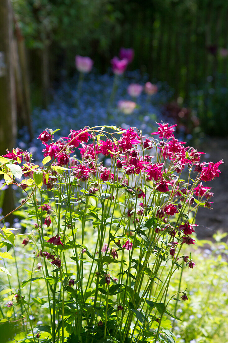 Gefüllte Akelei (Aquilegia vulgaris var. Stellata) 'Ruby Port'