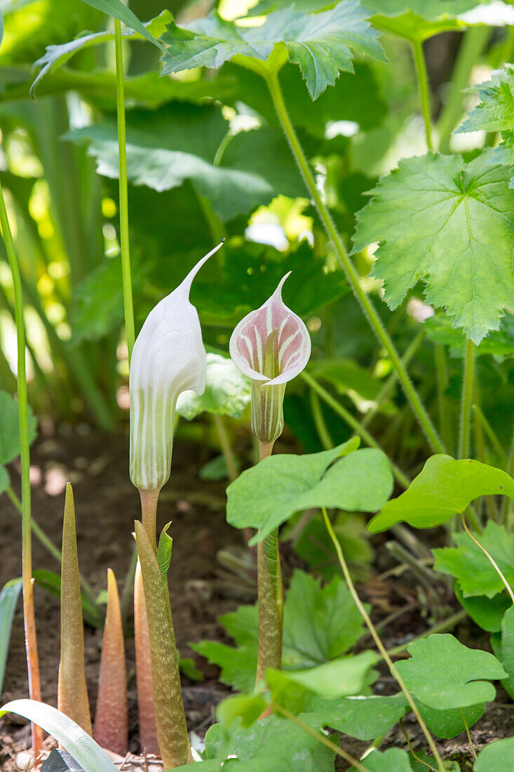 Arisaema candidissimum - Chinese fire flask