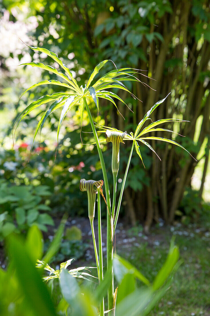 Arisaema ciliatum - Firebug