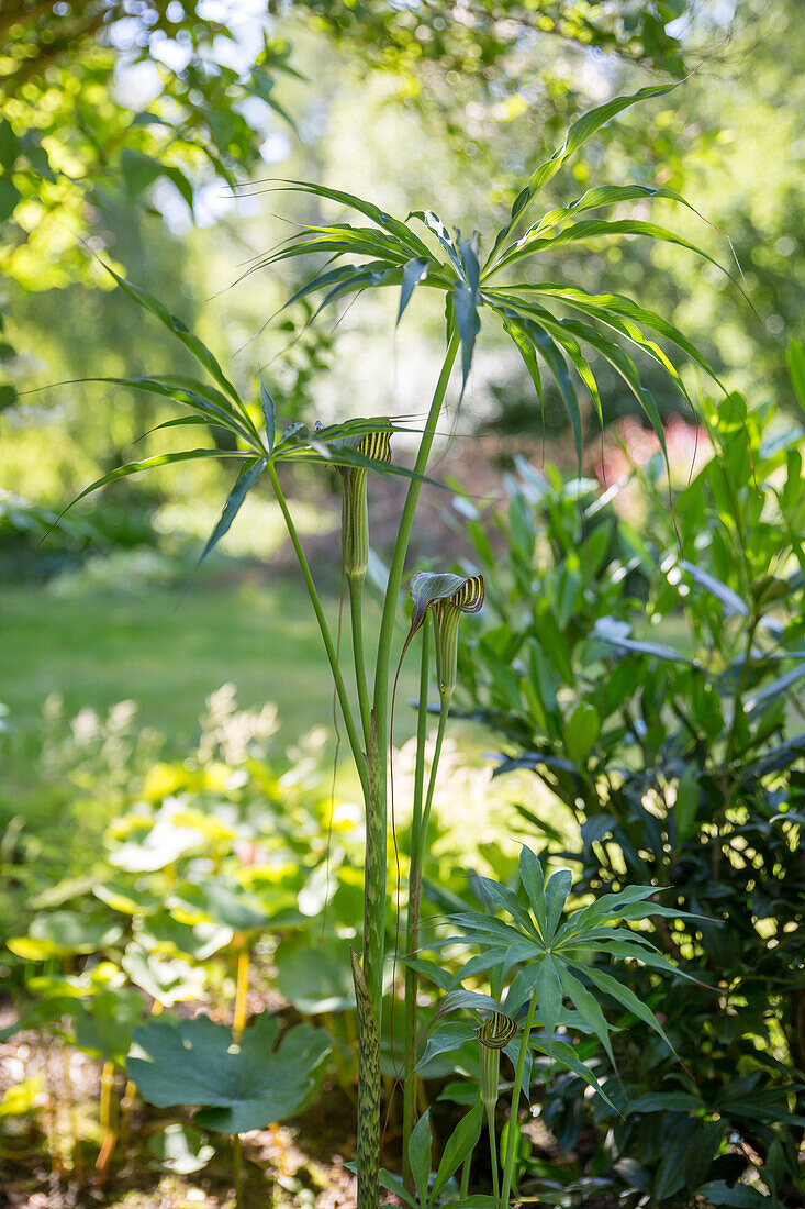 Arisaema ciliatum - Firebug